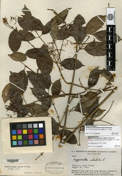 Cheiloclinium serratum image
