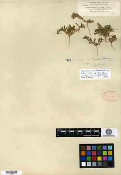 Oenothera minor var. cusickii image