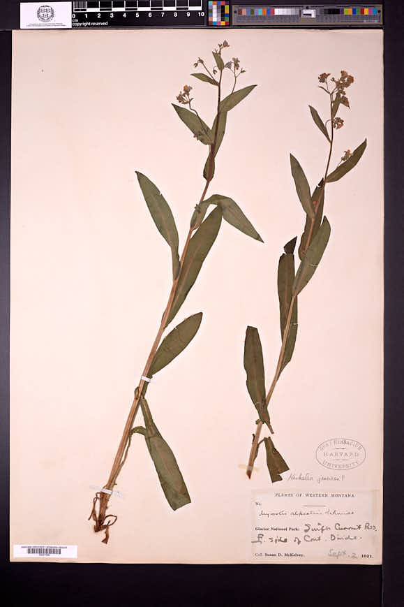 Hackelia micrantha image