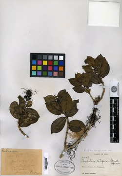 Psychotria retifera image