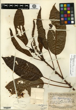 Croton timandroides image