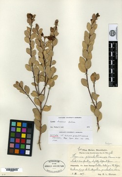 Lyonia tinensis image