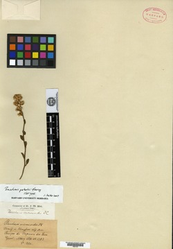 Baccharis palustris image