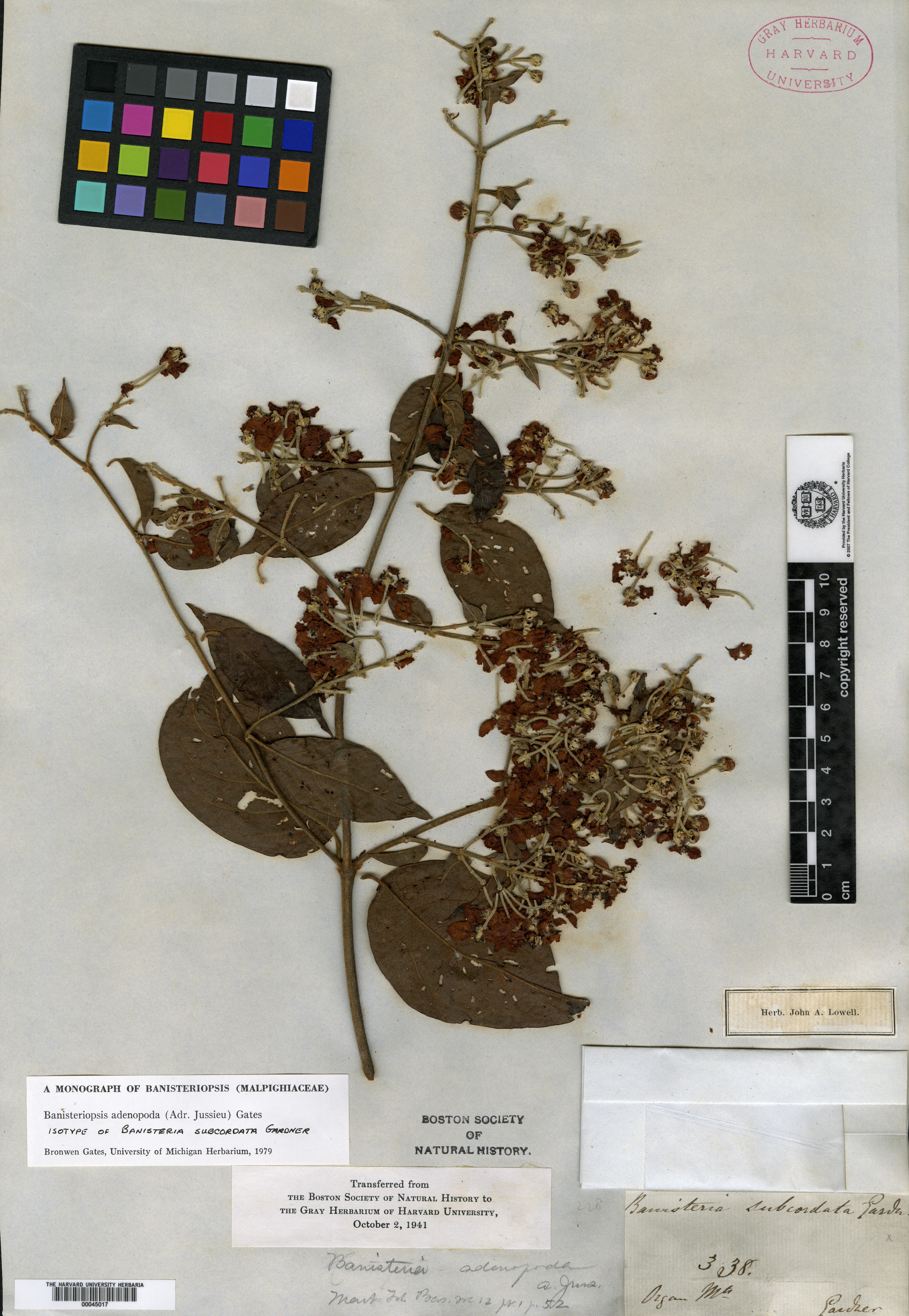 Banisteriopsis speciosa image