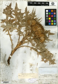 Cnicus quercetorum image