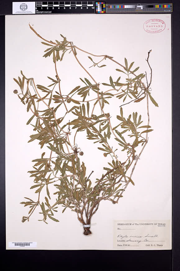 Phyla nodiflora image