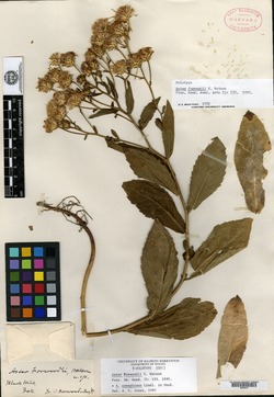 Aster forwoodii image