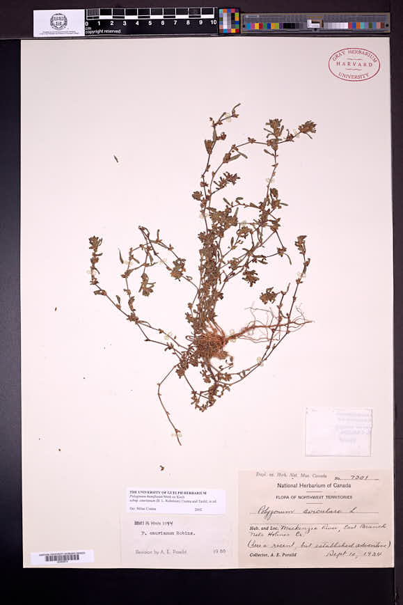 Polygonum humifusum subsp. caurianum image