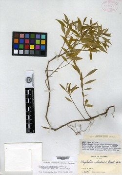 Psychotria vichadensis image