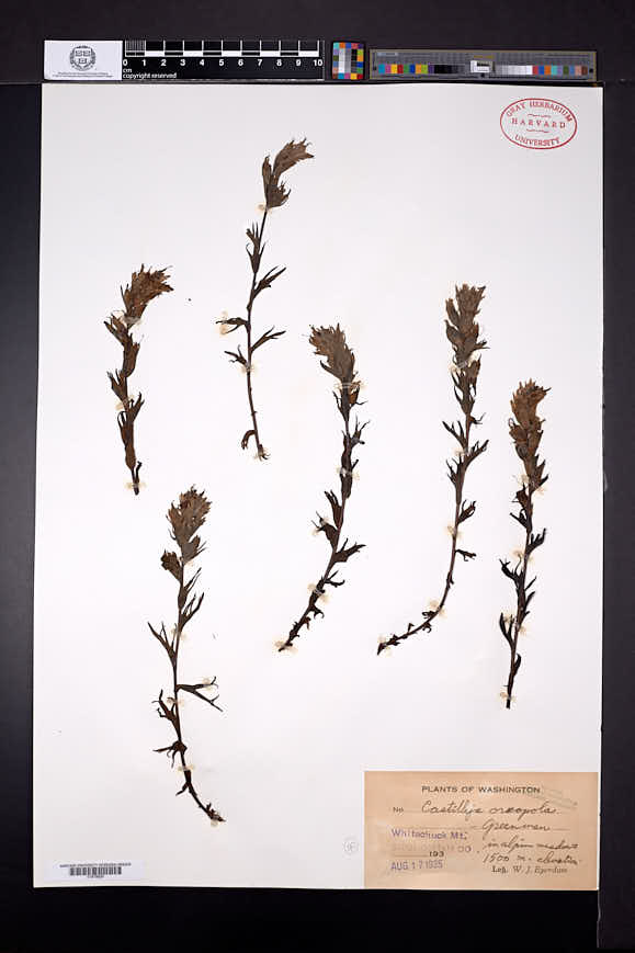 Castilleja parviflora var. oreopola image