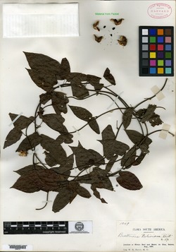 Byttneria stenophylla image