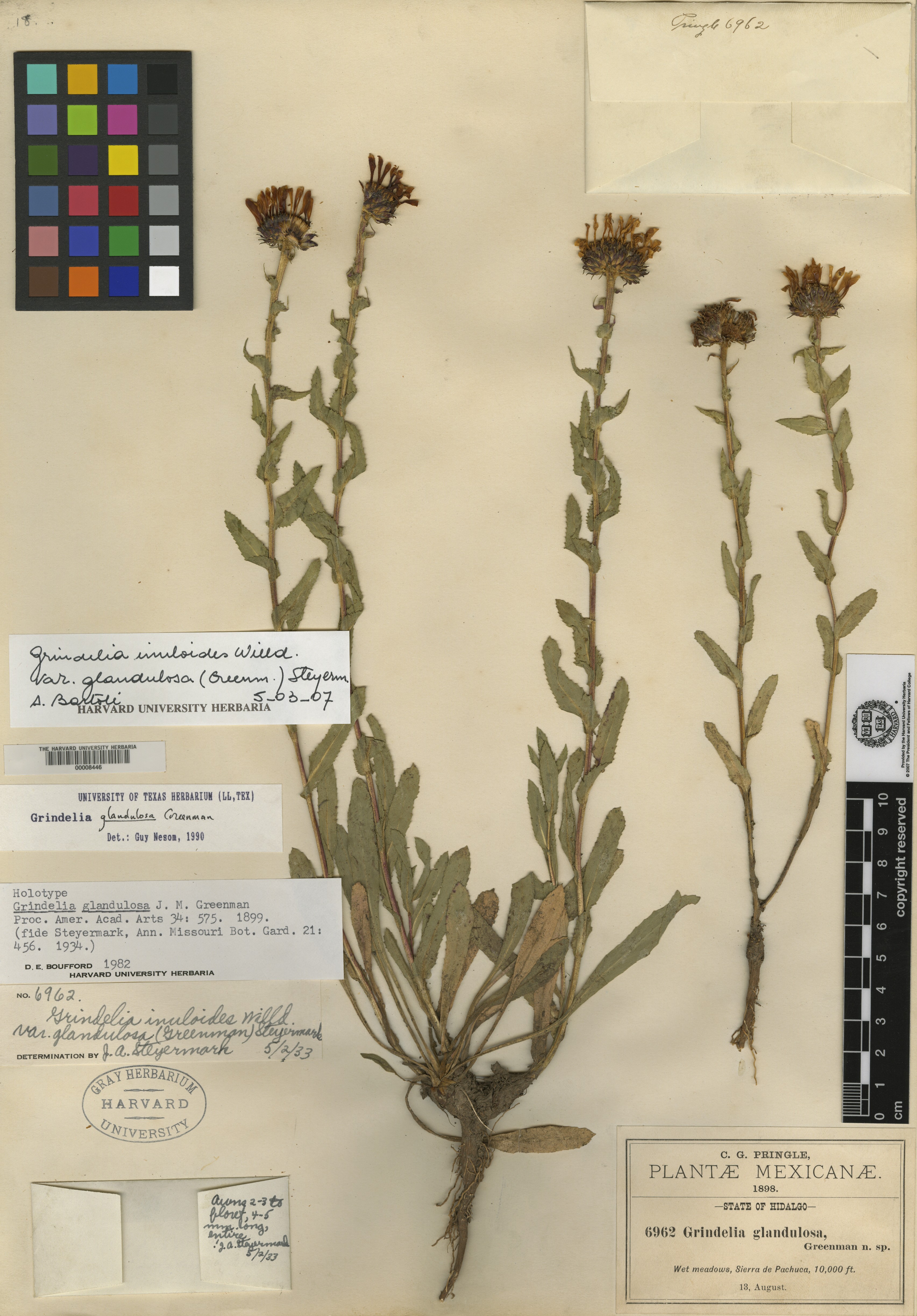 Grindelia inuloides var. glandulosa image