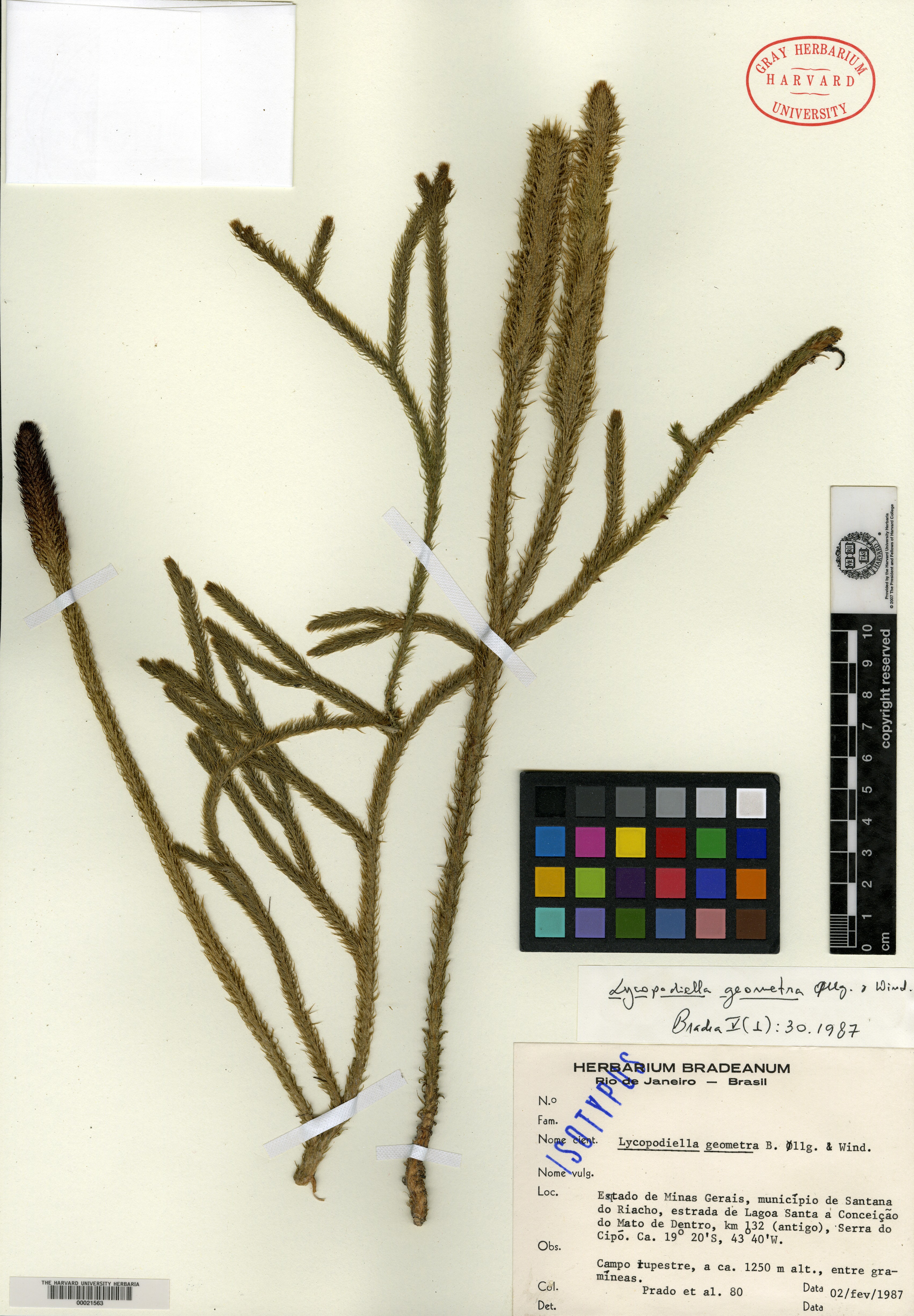 Lycopodium carolinianum var. meridionale image