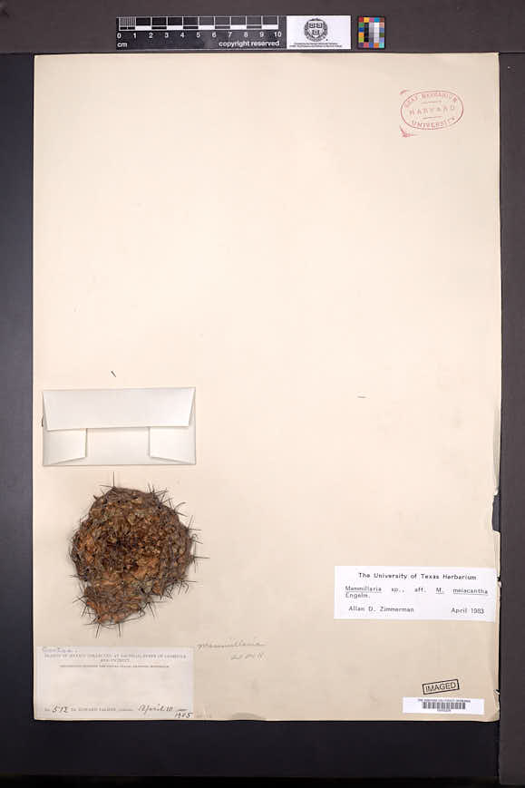 Mammillaria meiacantha image