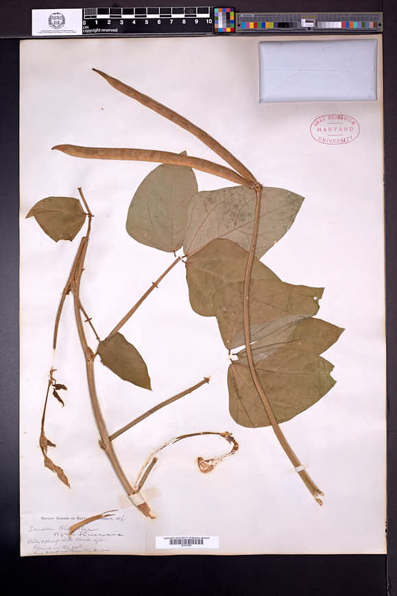 Vigna sinensis image