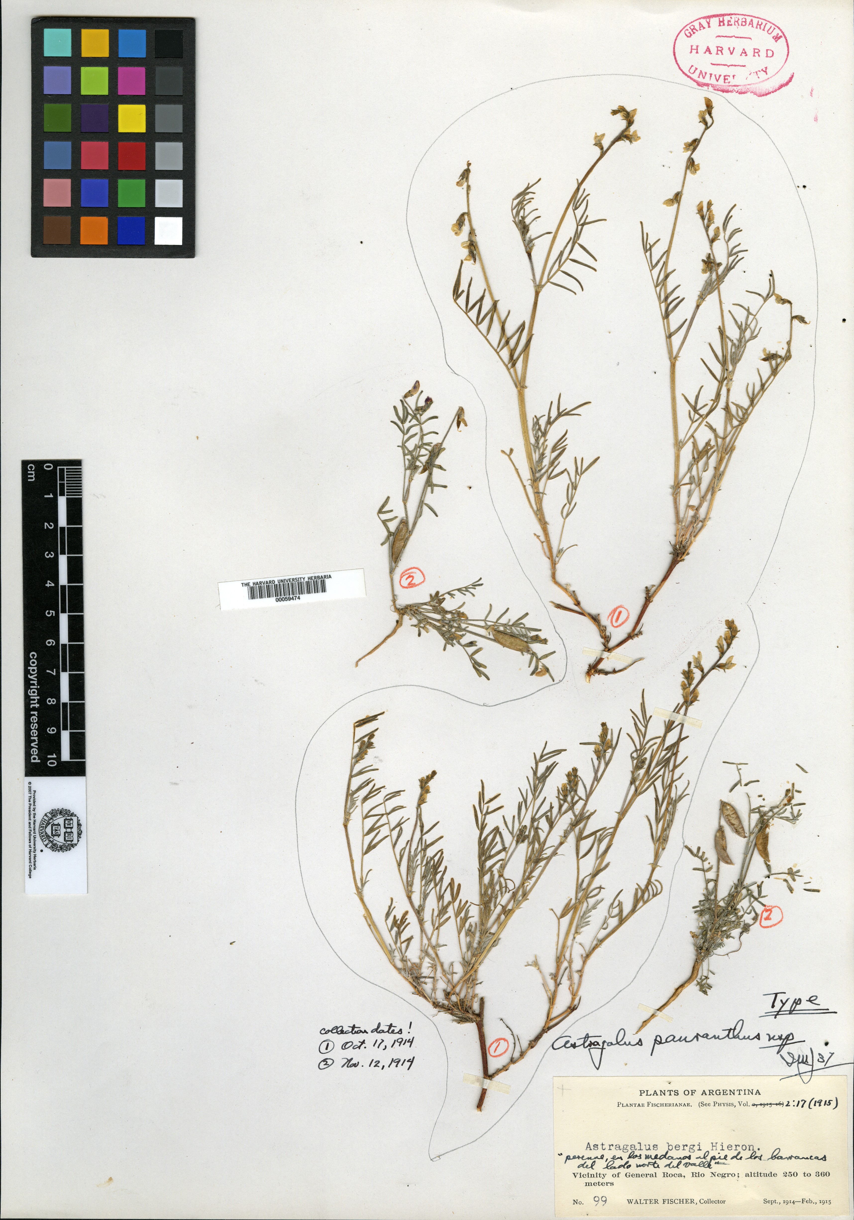 Astragalus polycladus image