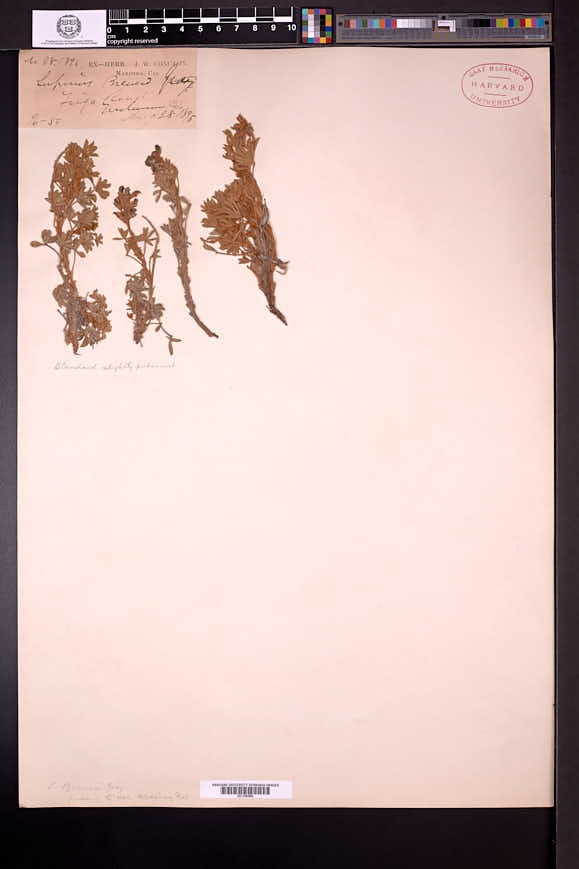 Lupinus sellulus image