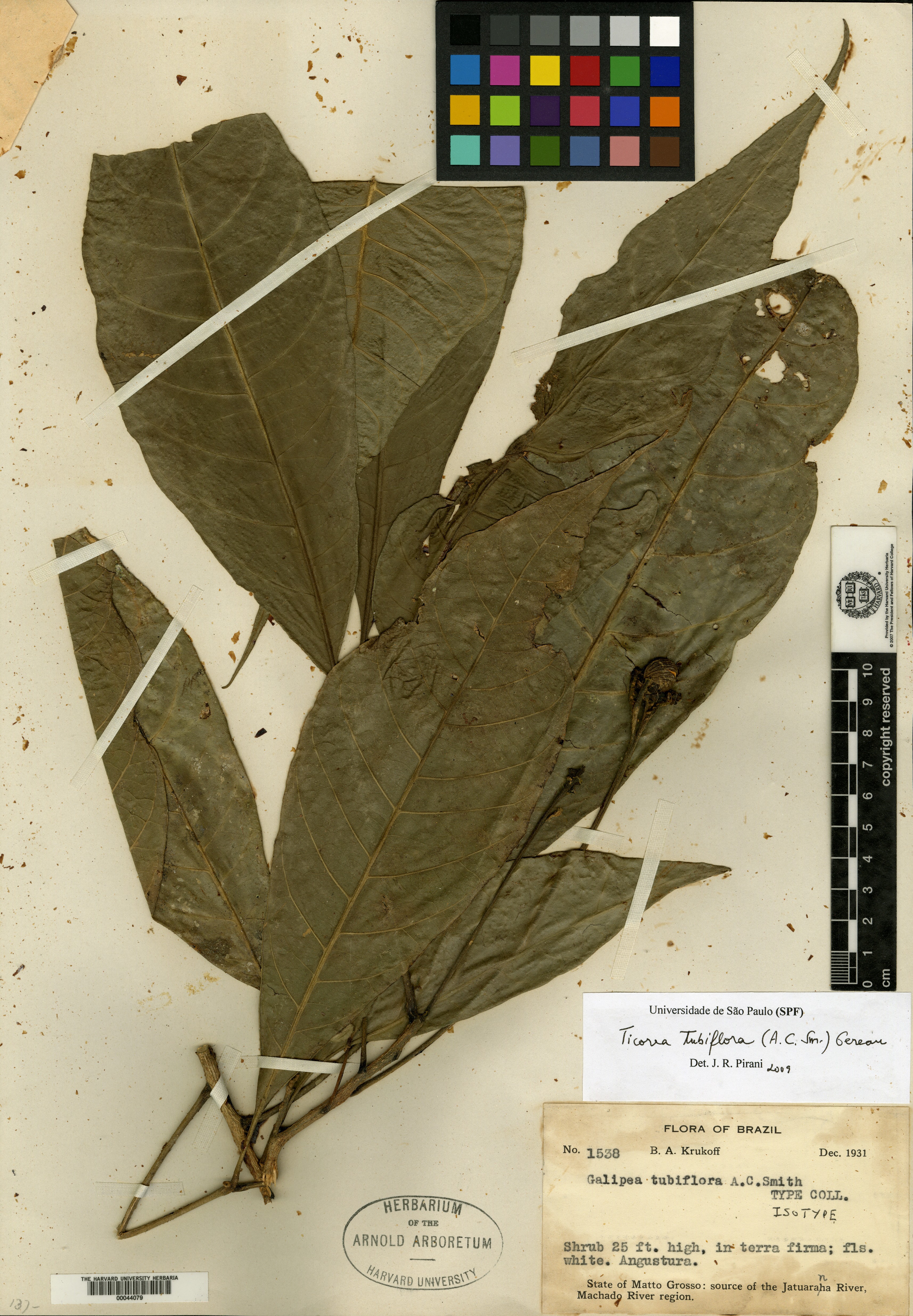 Galipea tubiflora image