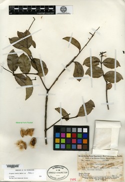 Trigonia microcarpa image
