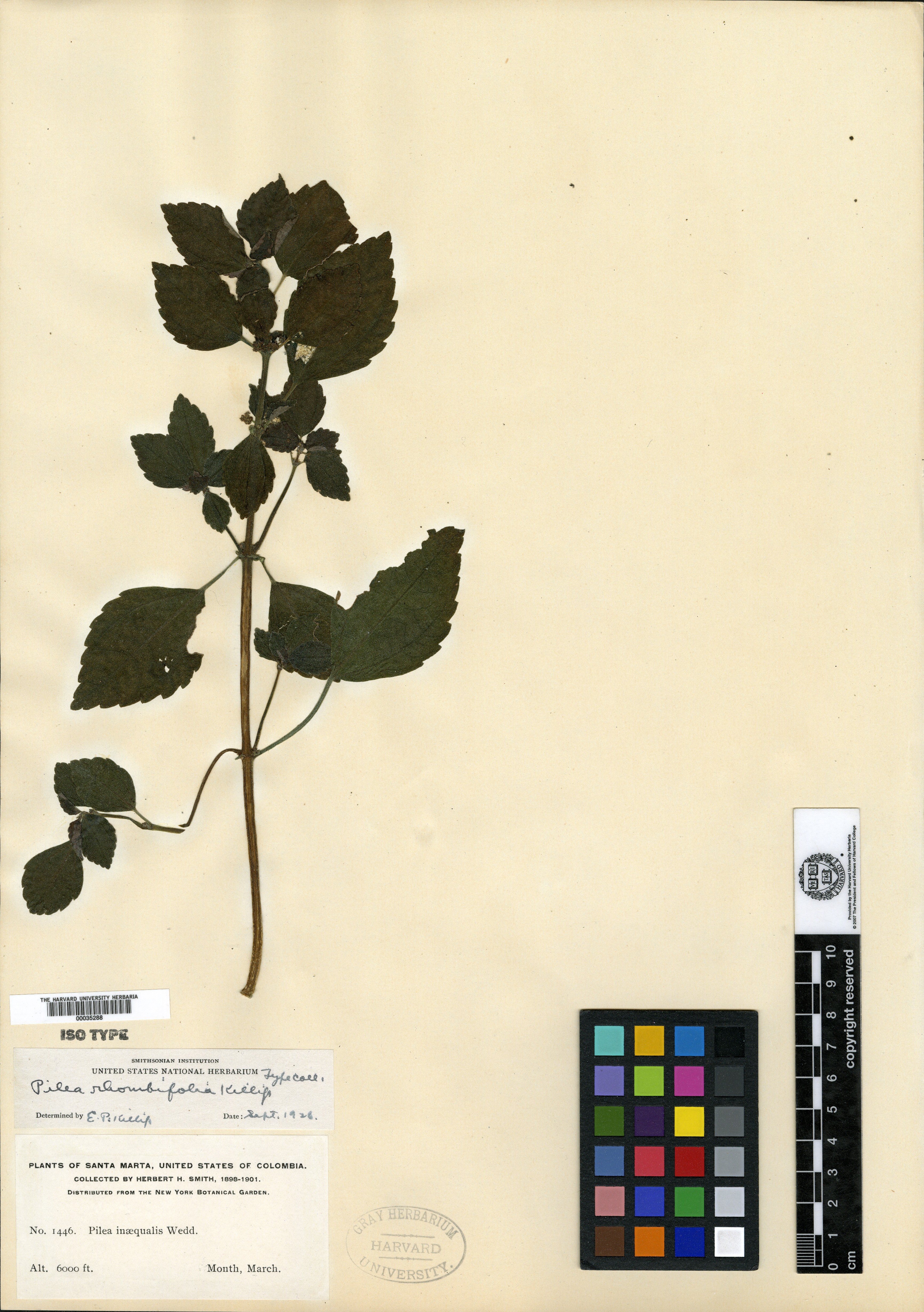 Pilea rhombifolia image