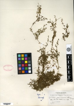 Galium plumosum image