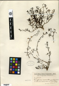Misopates orontium subsp. orontium image