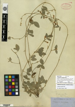 Cologania pallida image