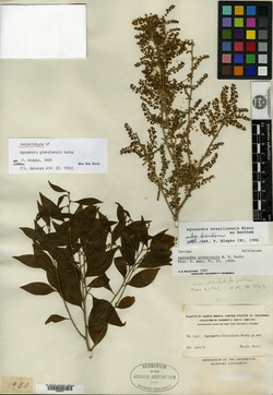 Agonandra brasiliensis image