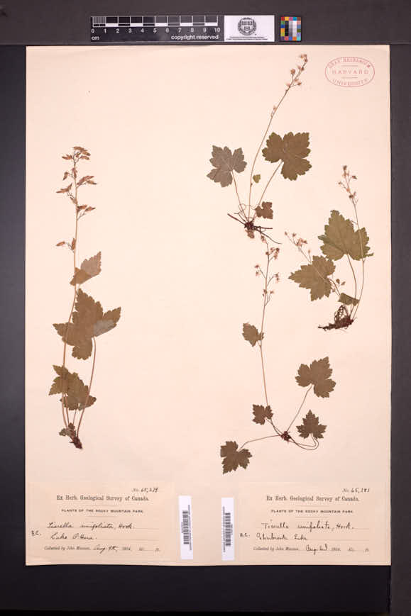 Tiarella unifoliata image