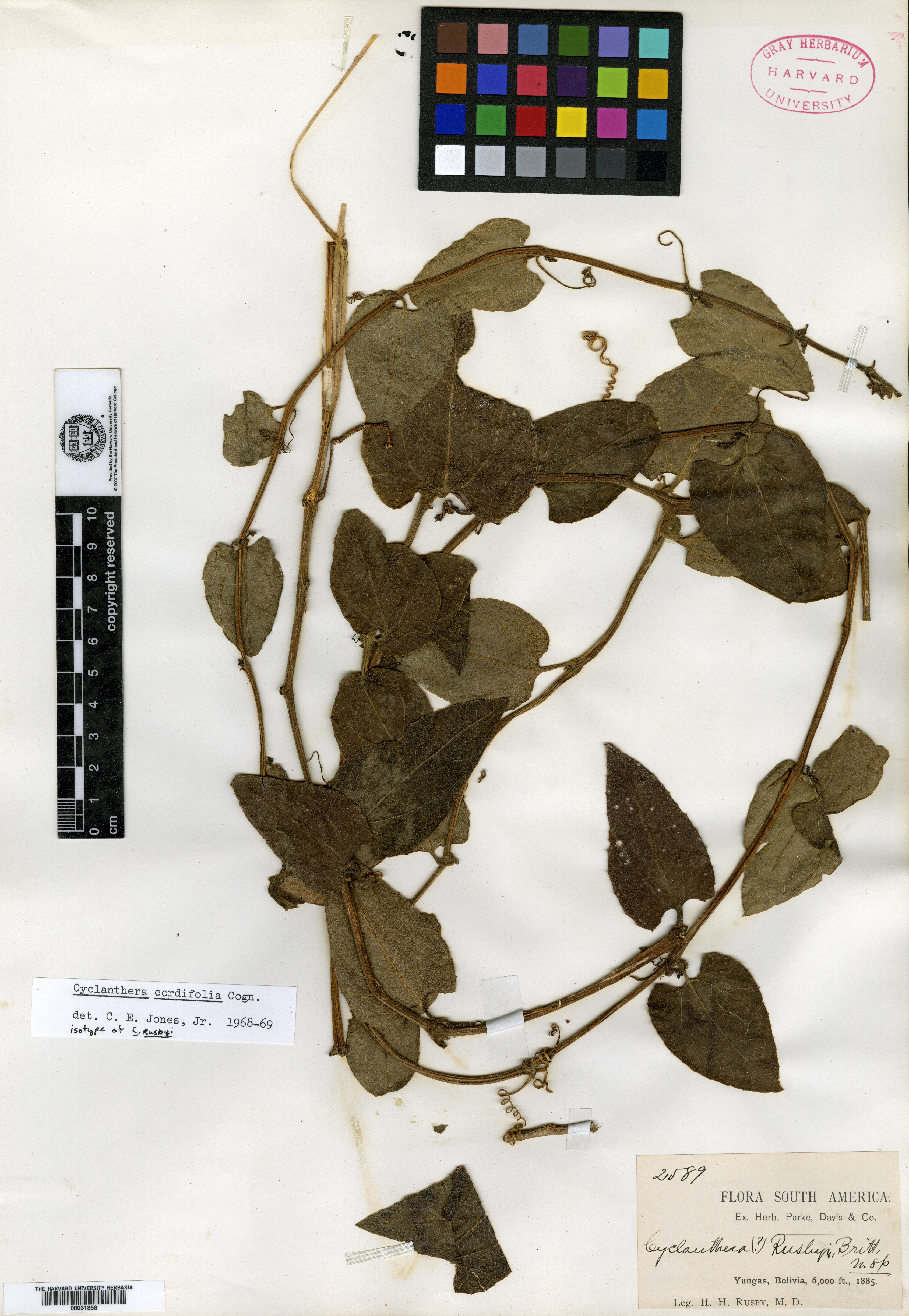 Cyclanthera rusbyi image