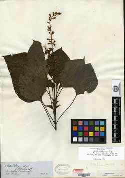 Salvia fruticulosa image