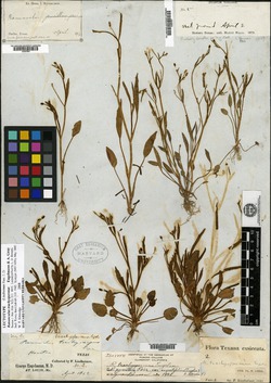 Ranunculus trachyspermus image