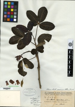 Manihot caerulescens subsp. macrantha image
