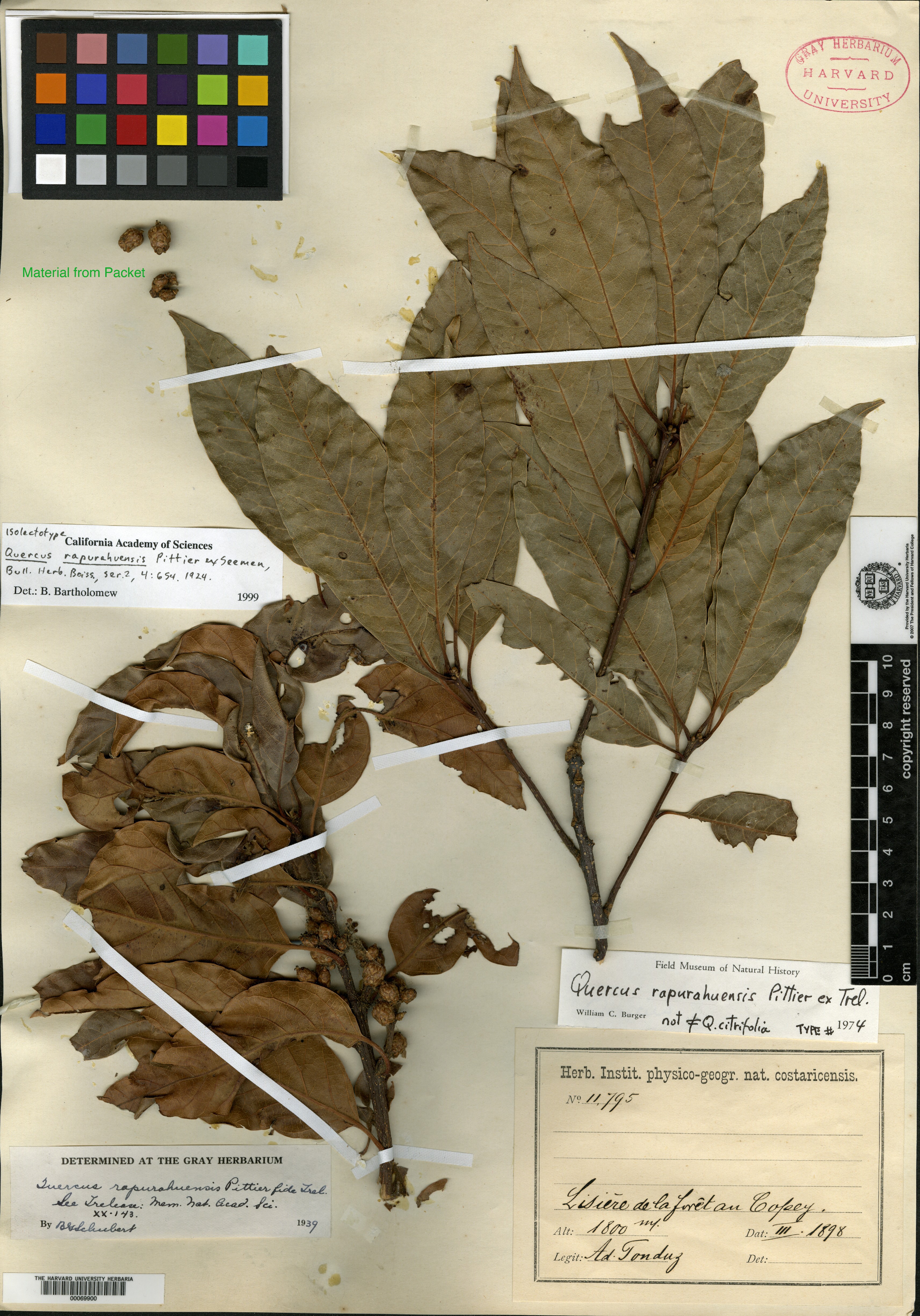 Quercus rapurahuensis image