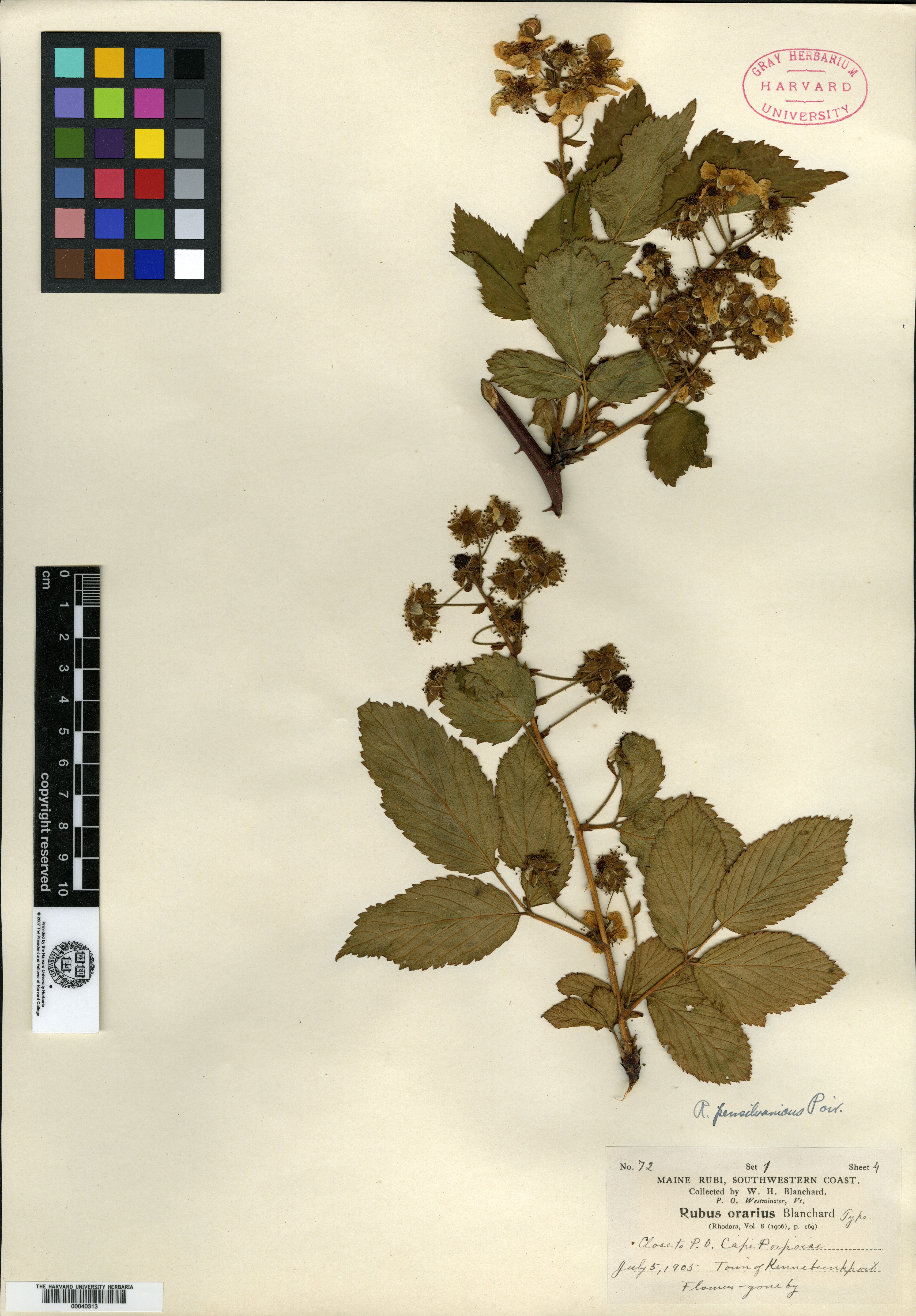 Rubus orarius image