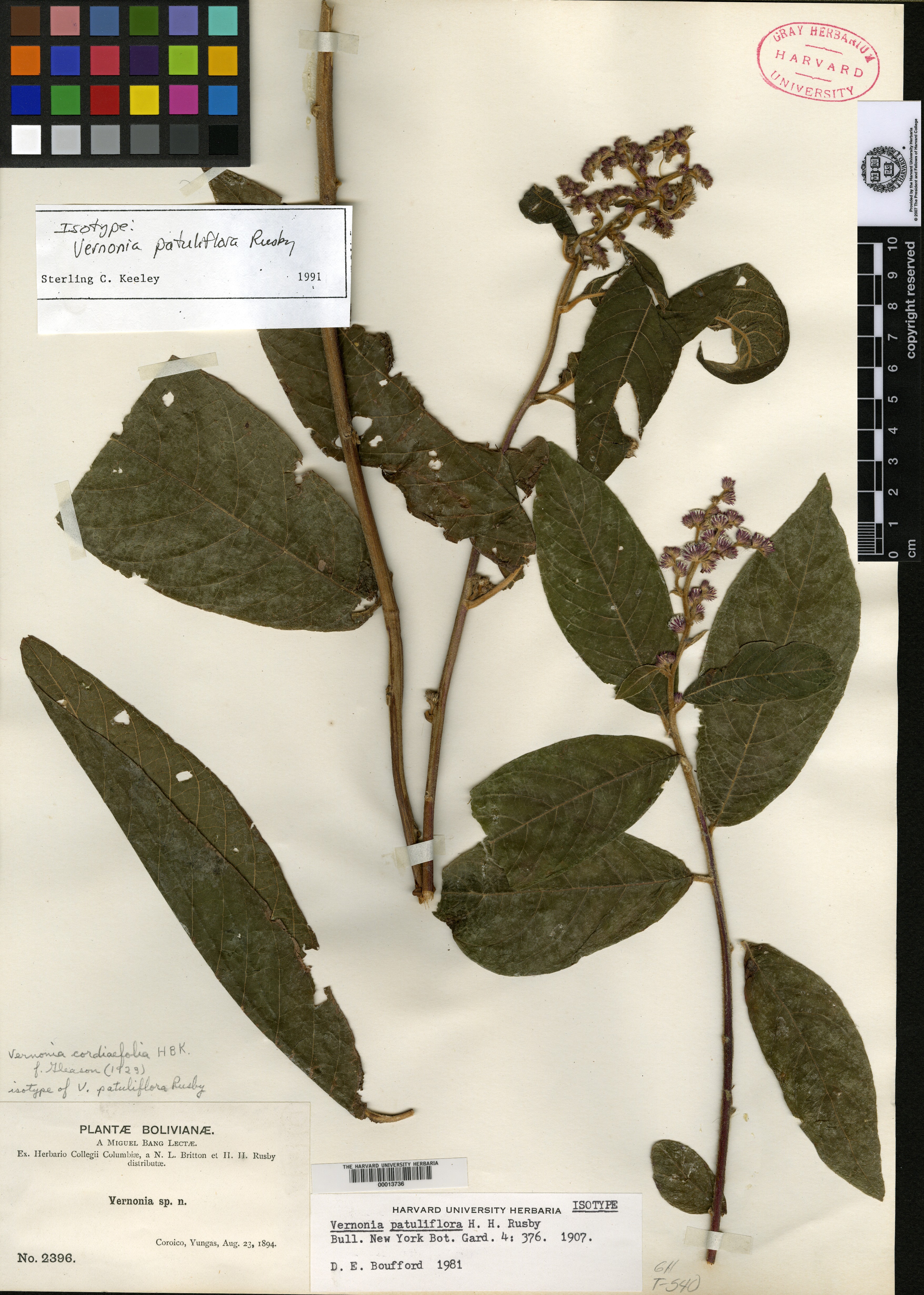 Vernonia patuliflora image