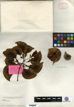 Pterocarpus acapulcensis image