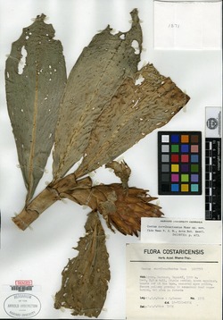 Costus curvibracteatus image