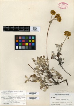 Eriogonum umbellatum var. cladophorum image