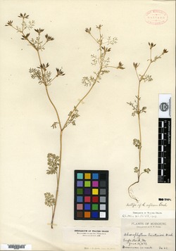 Chaerophyllum reflexum image