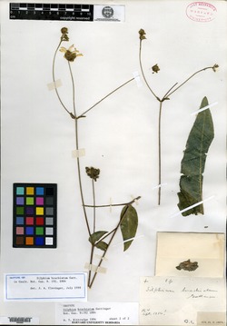 Silphium brachiatum image