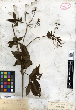 Manihot pauciflora image