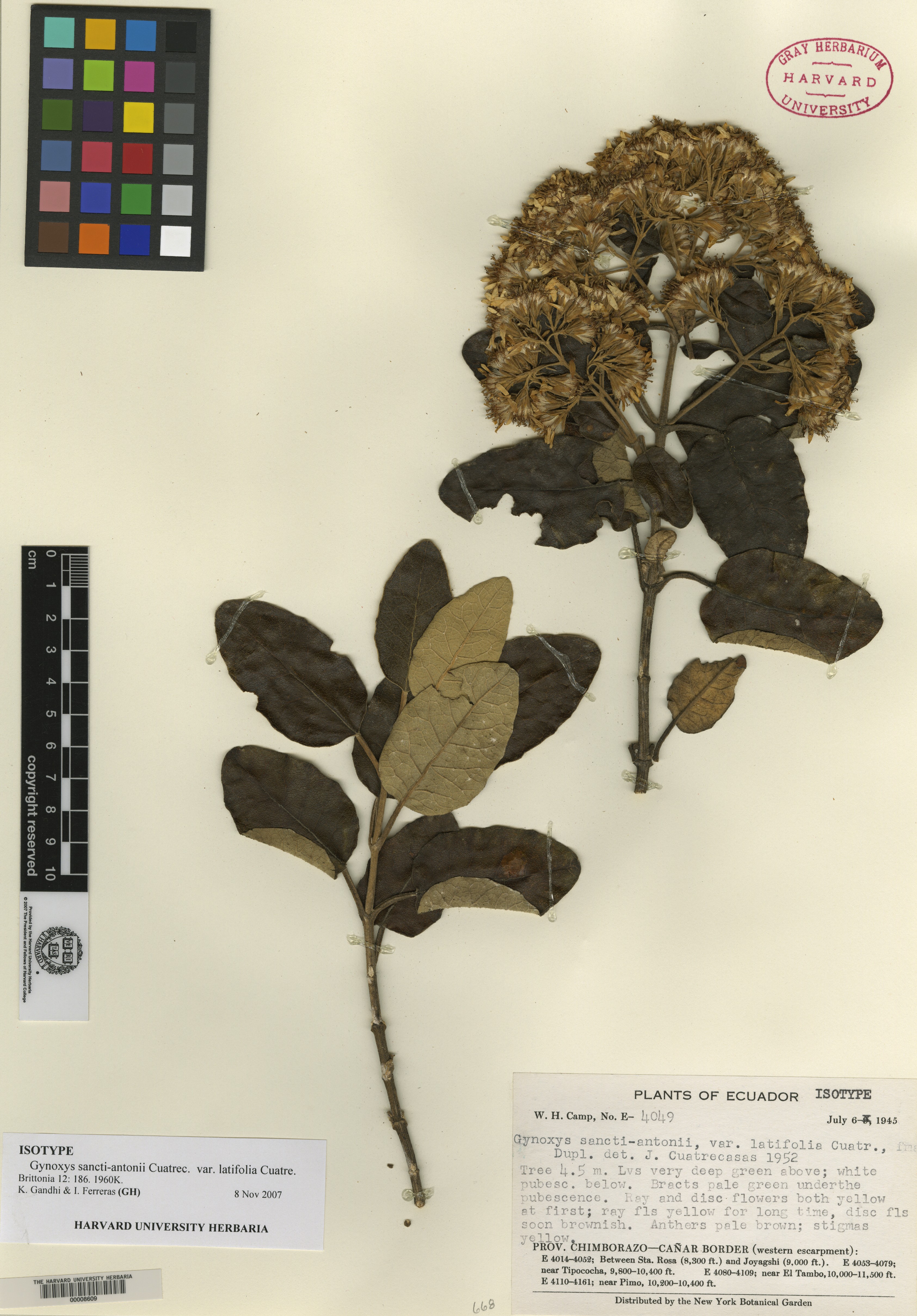 Gynoxys sancti-antonii var. latifolia image