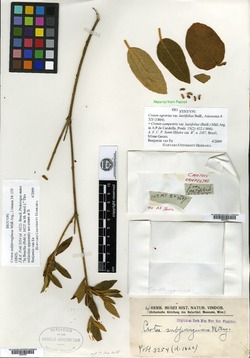 Croton subferrugineus image
