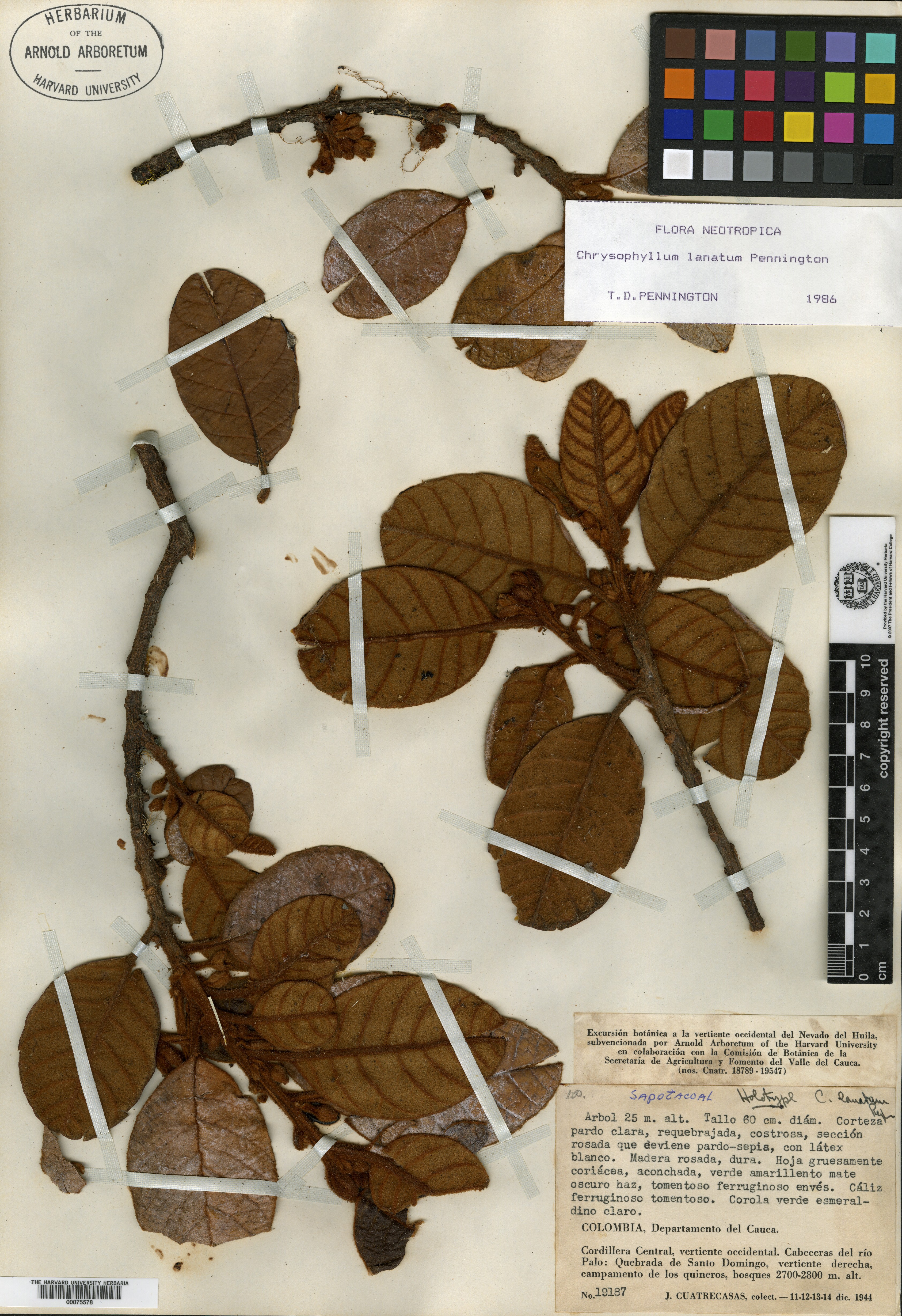 Chrysophyllum lanatum image