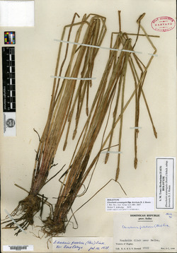 Eleocharis acutangula image