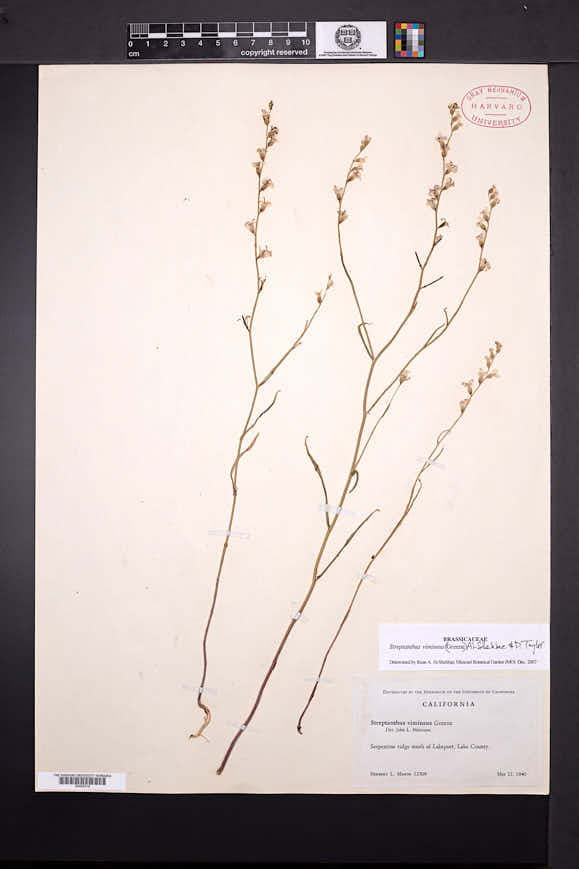 Streptanthus vimineus image