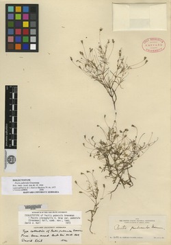 Pectis stenophylla image
