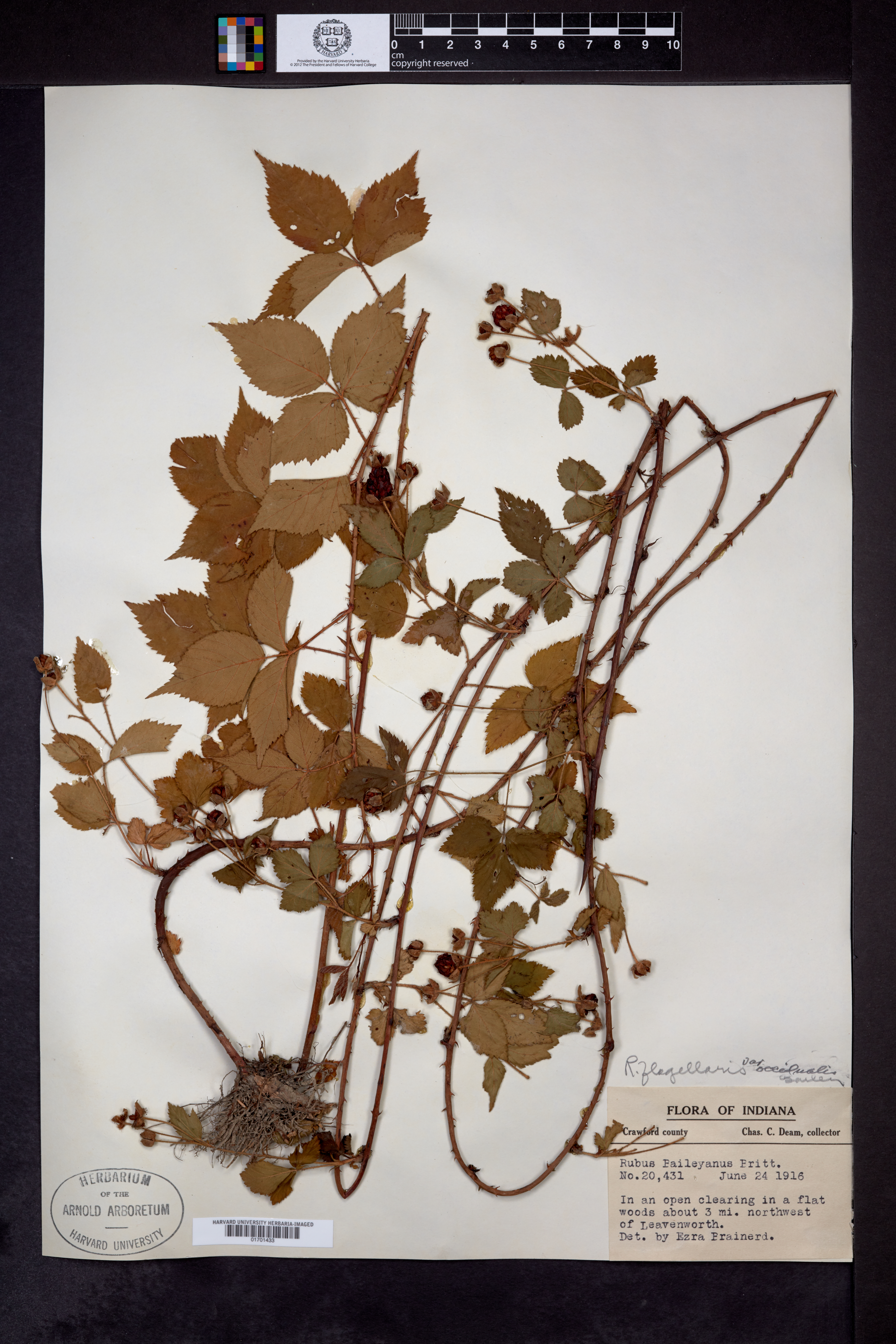 Rubus occidualis image
