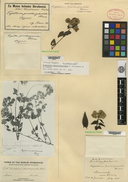 Cronquistianthus pseudoriganoides image